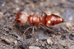 Myrmosula rutilans by (c) Ken-ichi Ueda, some rights reserved (CC BY), uploaded by Ken-ichi Ueda. Used under a CC-BY license.