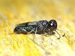 Orussidae by (c) Igor Balashov, some rights reserved (CC BY), uploaded by Igor Balashov. Used under a CC-BY license.
