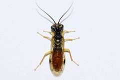 Onycholyda quebecensis by (c) Owen Strickland, some rights reserved (CC BY), uploaded by Owen Strickland. Used under a CC-BY license.