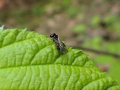 Acordulecera dorsalis by (c) Spencer K. Monckton, some rights reserved (CC BY), uploaded by Spencer K. Monckton. Used under a CC-BY license.