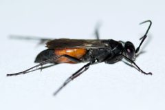 Anoplius semirufus by (c) Owen Strickland, some rights reserved (CC BY), uploaded by Owen Strickland. Used under a CC-BY license.