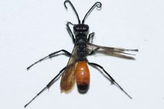 Anoplius semirufus by (c) Owen Strickland, some rights reserved (CC BY), uploaded by Owen Strickland. Used under a CC-BY license.