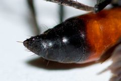 Anoplius semirufus by (c) Owen Strickland, some rights reserved (CC BY), uploaded by Owen Strickland. Used under a CC-BY license.