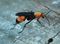 Aporini by (c) mayfly1963, some rights reserved (CC BY), uploaded by mayfly1963. Used under a CC-BY license.