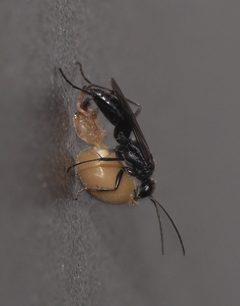 Auplopus carbonarius by (c) carnifex, some rights reserved (CC BY), uploaded by carnifex. Used under a CC-BY license.