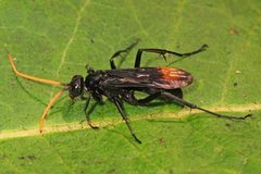 Entypus unifasciatus unifasciatus by (c) Judy Gallagher, some rights reserved (CC BY). Used under a CC-BY license.