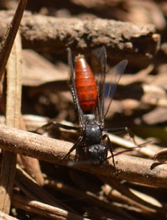 Priocnemis by (c) David Anderson, some rights reserved (CC BY), uploaded by David Anderson. Used under a CC-BY license.