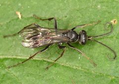 Priocnemis germana by (c) skitterbug, some rights reserved (CC BY), uploaded by skitterbug. Used under a CC-BY license.