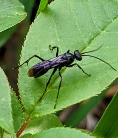 Priocnemis minorata by (c) Jason Hill, some rights reserved (CC BY), uploaded by Jason Hill. Used under a CC-BY license.