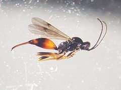 Proctotrupidae by (c) Valentin R., some rights reserved (CC BY), uploaded by Valentin R.. Used under a CC-BY license.