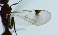 Proctotrupidae by (c) Steve Kerr, some rights reserved (CC BY), uploaded by Steve Kerr. Used under a CC-BY license.