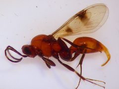 Proctotrupidae by (c) Mike Bowie, some rights reserved (CC BY), uploaded by Mike Bowie. Used under a CC-BY license.
