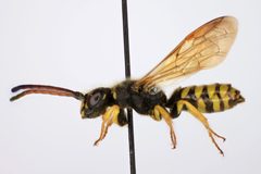 Polochrum elegans by (c) Chris Ratzlaff, some rights reserved (CC BY), uploaded by Chris Ratzlaff. Used under a CC-BY license.