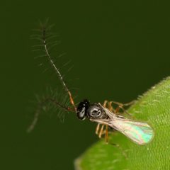 Teleasinae by (c) Alan Manson, some rights reserved (CC BY), uploaded by Alan Manson. Used under a CC-BY license.