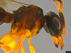 Teleasinae by (c) Donald Hobern, some rights reserved (CC BY). Used under a CC-BY license.