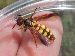 Colpa octomaculata by (c) Sam Kieschnick, some rights reserved (CC BY), uploaded by Sam Kieschnick. Used under a CC-BY license.