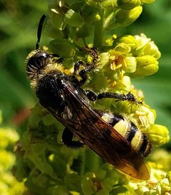 Dielis plumipes confluenta by (c) aarongunnar, some rights reserved (CC BY), uploaded by aarongunnar. Used under a CC-BY license.