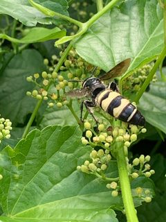Dielis plumipes plumipes by (c) inbetweenbays, some rights reserved (CC BY), uploaded by inbetweenbays. Used under a CC-BY license.