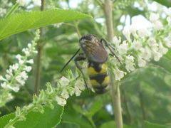 Pygodasis quadrimaculata by (c) Even Dankowicz, some rights reserved (CC BY), uploaded by Even Dankowicz. Used under a CC-BY license.