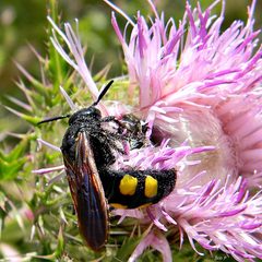 Pygodasis quadrimaculata by (c) Bob Peterson, some rights reserved (CC BY). Used under a CC-BY license.