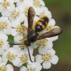 Scolia nobilitata by (c) Laura Clark, some rights reserved (CC BY), uploaded by Laura Clark. Used under a CC-BY license.