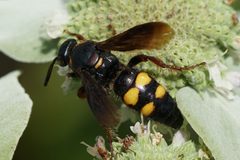 Scolia nobilitata nobilitata by (c) Amy Schnebelin, some rights reserved (CC BY), uploaded by Amy Schnebelin. Used under a CC-BY license.