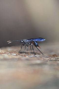 Urocerus taxodii by (c) Sam Turner, some rights reserved (CC BY), uploaded by Sam Turner. Used under a CC-BY license.