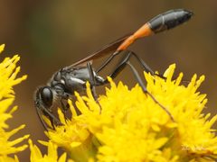 Ammophila azteca by (c) Thilina Hettiarachchi, some rights reserved (CC BY), uploaded by Thilina Hettiarachchi. Used under a CC-BY license.