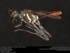 Ammophila cleopatra by no rights reserved, uploaded by Alejandro Santillana. Used under a CC0 license.