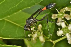 Ammophila procera by (c) Steve Kerr, some rights reserved (CC BY), uploaded by Steve Kerr. Used under a CC-BY license.