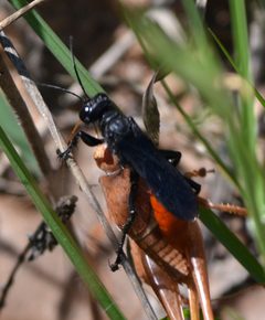 Palmodes dimidiatus by (c) Wes Copas, some rights reserved (CC BY), uploaded by Wes Copas. Used under a CC-BY license.