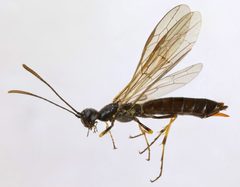 Cephidae by (c) janet graham, some rights reserved (CC BY). Used under a CC-BY license.