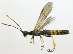 Cephidae by (c) janet graham, some rights reserved (CC BY). Used under a CC-BY license.