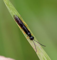Cephidae by (c) Andrzej Chruślak, some rights reserved (CC BY), uploaded by Andrzej Chruślak. Used under a CC-BY license.