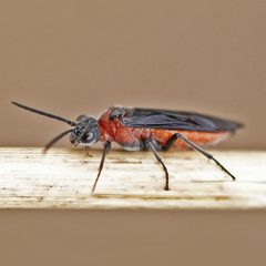 Dolerus neoagcistus by (c) Bill Keim, some rights reserved (CC BY). Used under a CC-BY license.