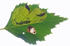 Fenusella by (c) Nigel Voaden, some rights reserved (CC BY). Used under a CC-BY license.