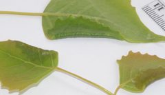 Euura robusta by no rights reserved, uploaded by Mike Palmer. Used under a CC0 license.