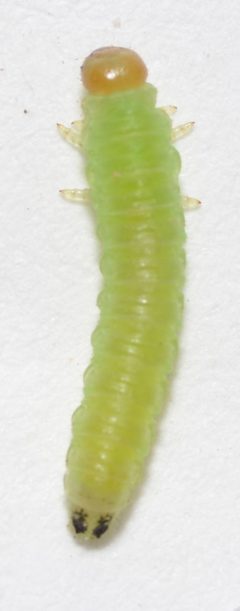 Euura robusta by no rights reserved, uploaded by Mike Palmer. Used under a CC0 license.