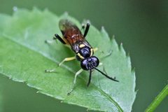 Macrophya pulchella by (c) Bill Keim, some rights reserved (CC BY). Used under a CC-BY license.