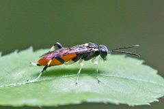 Macrophya pulchella by (c) Bill Keim, some rights reserved (CC BY). Used under a CC-BY license.