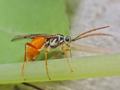 Aglaostigma semiluteum by (c) Eli T., some rights reserved (CC BY), uploaded by Eli T.. Used under a CC-BY license.