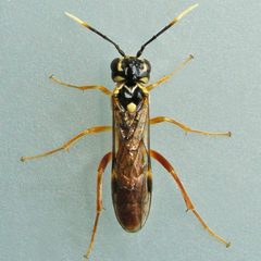 Allantinae by (c) Bill Keim, some rights reserved (CC BY). Used under a CC-BY license.