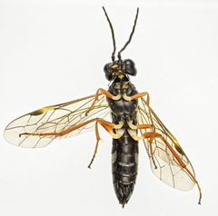 Allantus albolabris by (c) Don Loarie, some rights reserved (CC BY), uploaded by Don Loarie. Used under a CC-BY license.