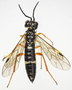 Allantus albolabris by (c) Don Loarie, some rights reserved (CC BY), uploaded by Don Loarie. Used under a CC-BY license.