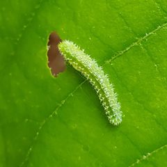 Periclista marginicollis by (c) Will Kuhn, some rights reserved (CC BY), uploaded by Will Kuhn. Used under a CC-BY license.