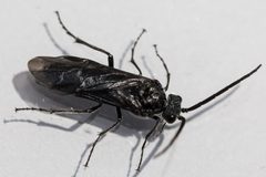 Dolerus unicolor by (c) Bill Keim, some rights reserved (CC BY). Used under a CC-BY license.