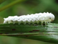 Eriocampa ovata by (c) Matt Bowser, some rights reserved (CC BY), uploaded by Matt Bowser. Used under a CC-BY license.