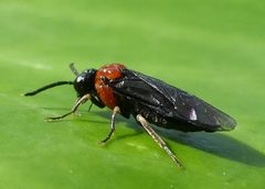 Eutomostethus ephippium by no rights reserved, uploaded by Patrick Le Mao. Used under a CC0 license.