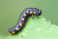 Euura ventralis by (c) Owen Strickland, some rights reserved (CC BY), uploaded by Owen Strickland. Used under a CC-BY license.