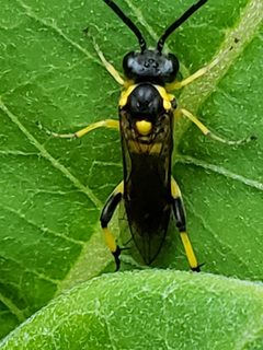 Macrophya alba by (c) Mark Richman, some rights reserved (CC BY), uploaded by Mark Richman. Used under a CC-BY license.